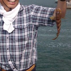 アオリイカ・キス狙いも釣れずに終わる。